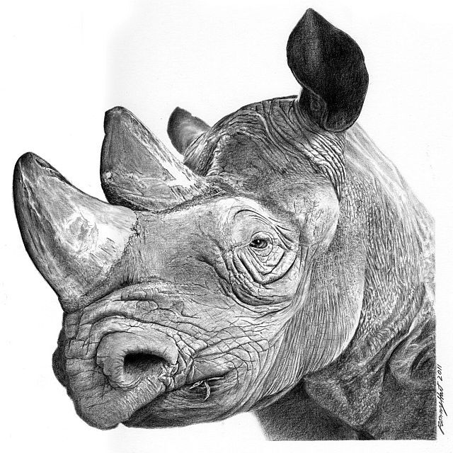 Mzima the Rhino