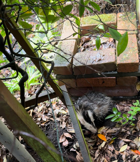 Another Badger Rescue 