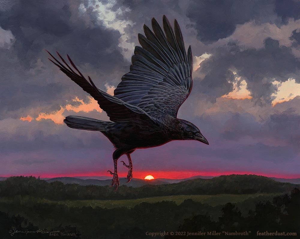 Drawing the Veil of Night (American Crow)