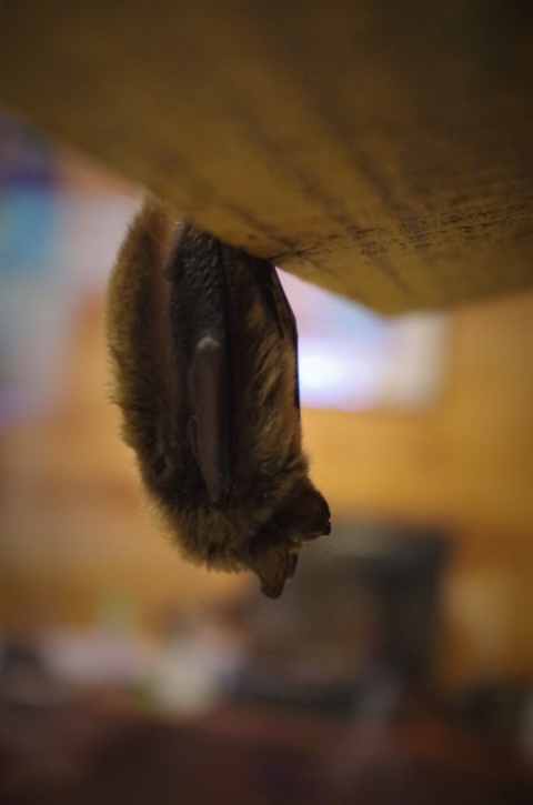 Tuttle the Big Brown Bat