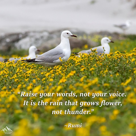 Quote by Rumi