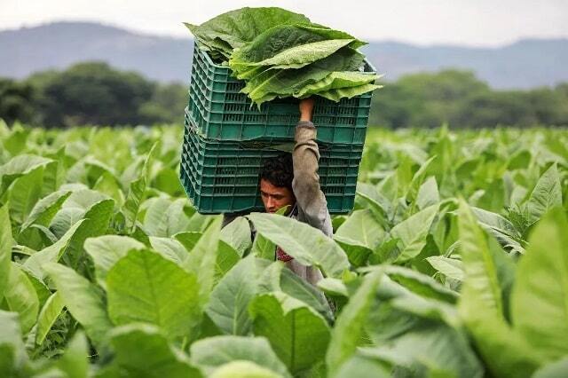 Tiết lộ quy trình sản xuất xì gà ở Cuba thơm ngon 