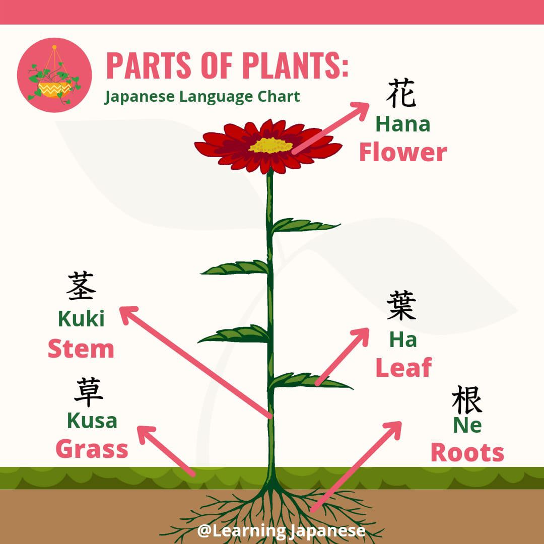 Parts of Flowers in Japanese 