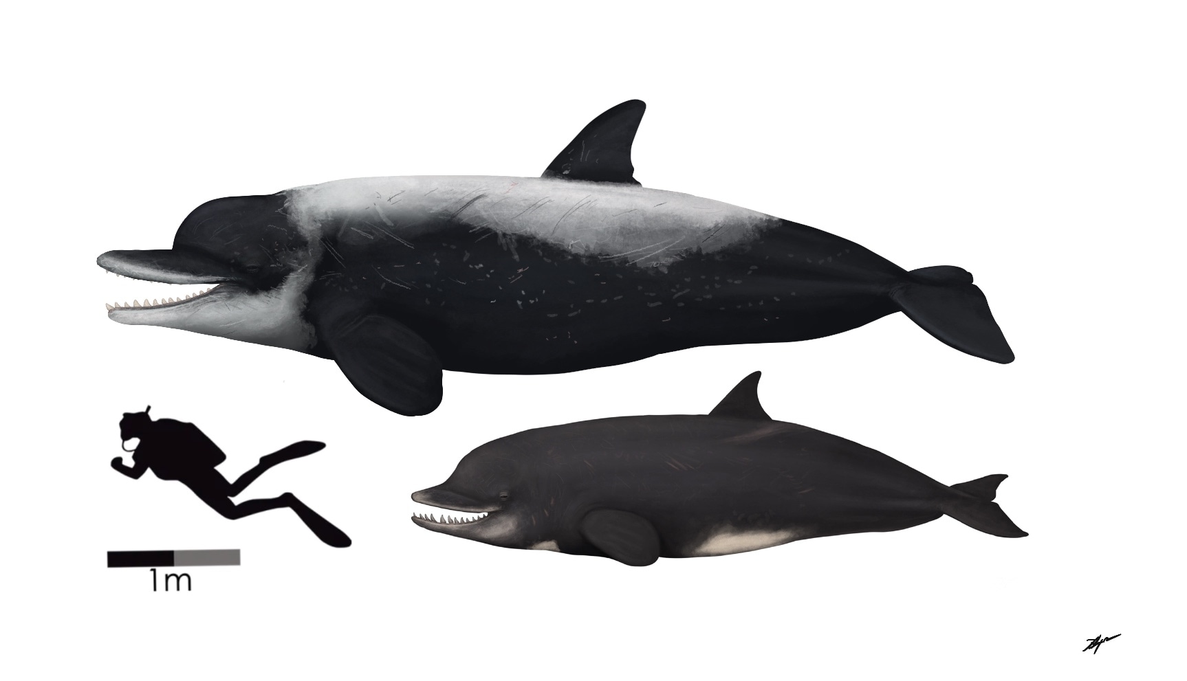 Killer Sperm Whales