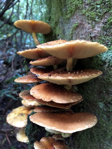 Ledges of Mushrooms