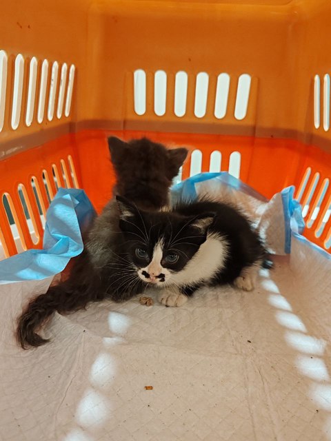 Rescued Kittens 