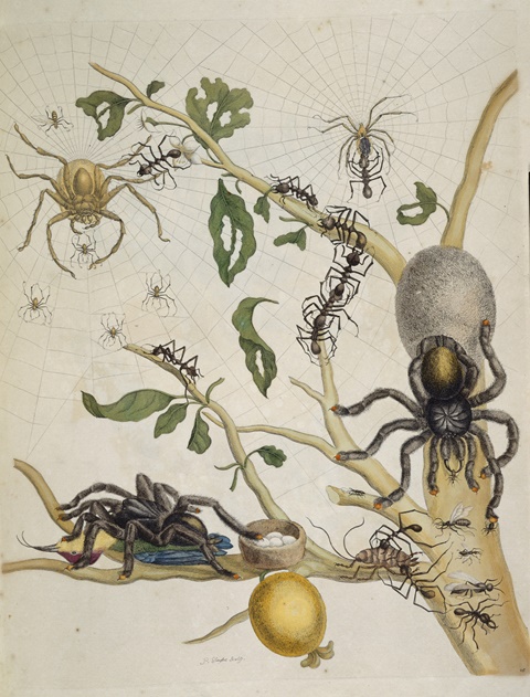 Plate 18 | Spiders in their webs | 1705 
