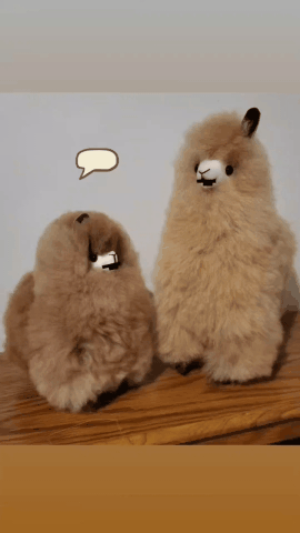 Talking Alpacas (gif)