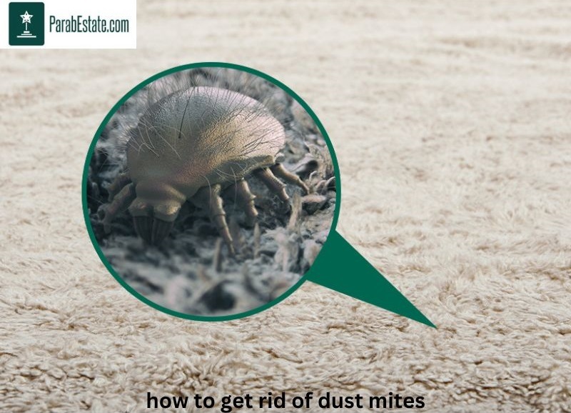 Effective Strategies to Get Rid of Dust Mites