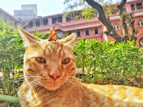 Ginger and butterfly
