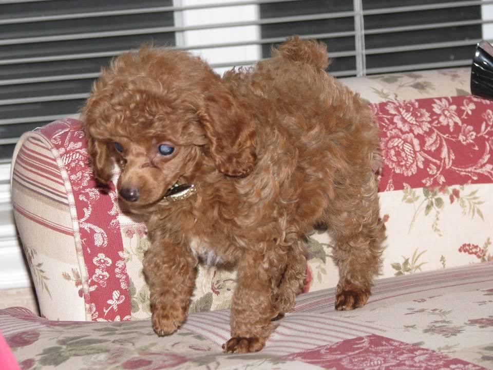 Tiny Puppy Rusty