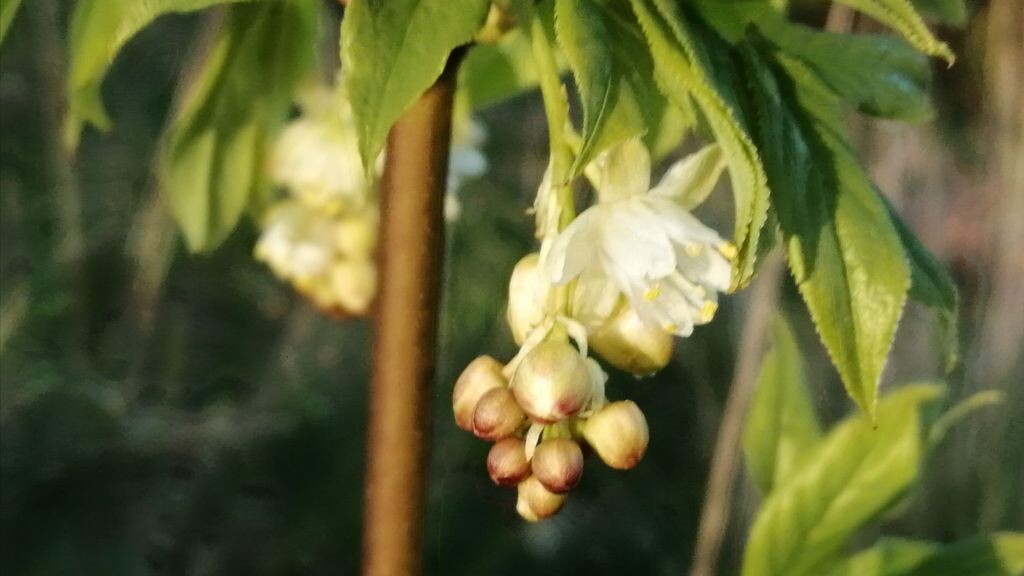 Bladdernut (Staphylea pinnata)