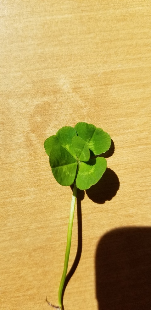 what does it mean if you find a 5 leaf clover?