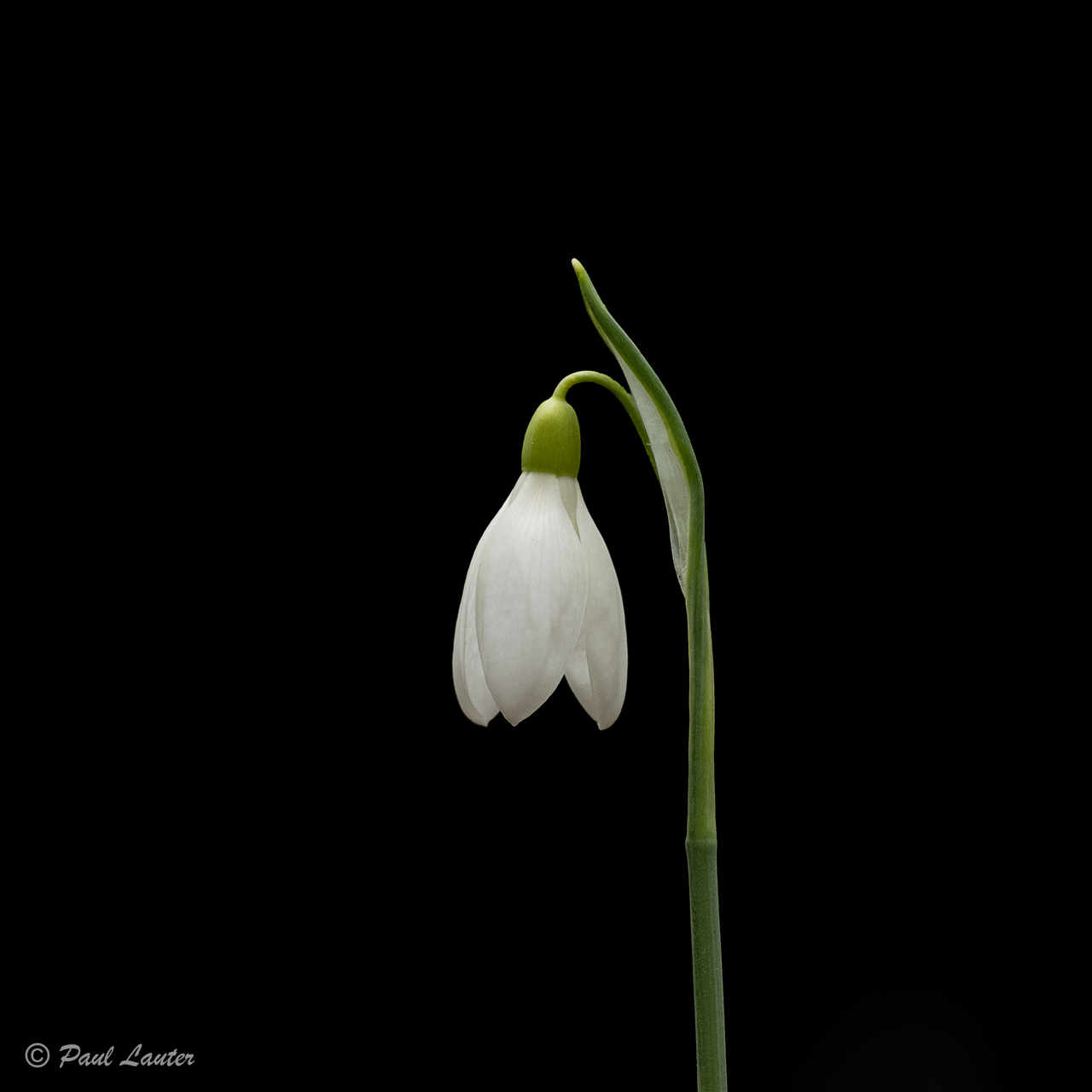 The humble Snowdrop