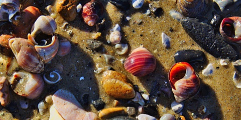 Red Seashells in the Sand