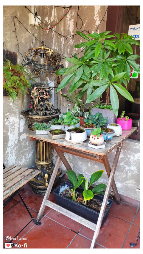 Plants outside a cafe in Melaka 