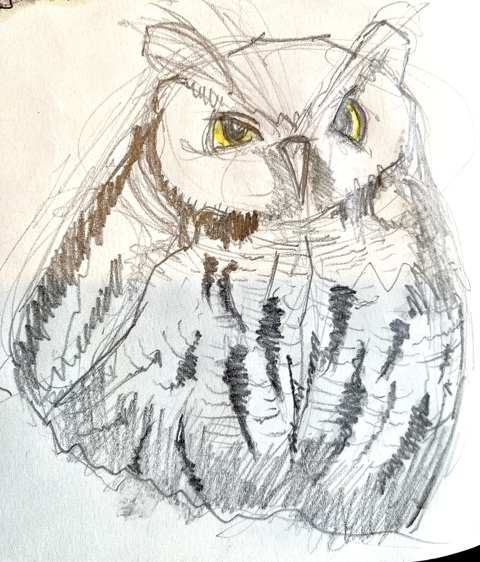 Owl sketching