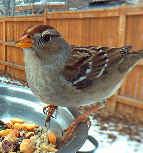 White Crowned Sparrow - First Winter
