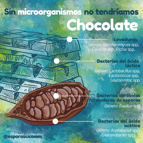 Sin microorganismos no tendríamos chocolate 🍫🦠