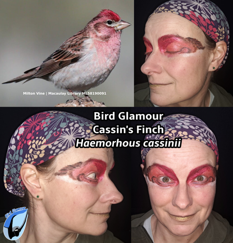 Cassin's Finch Bird Glamour