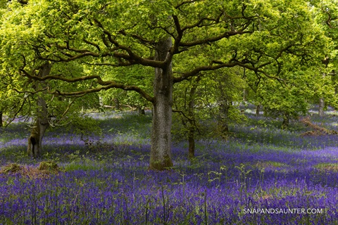 Kinclaven Bluebell Wood in Perthshire, Scotland