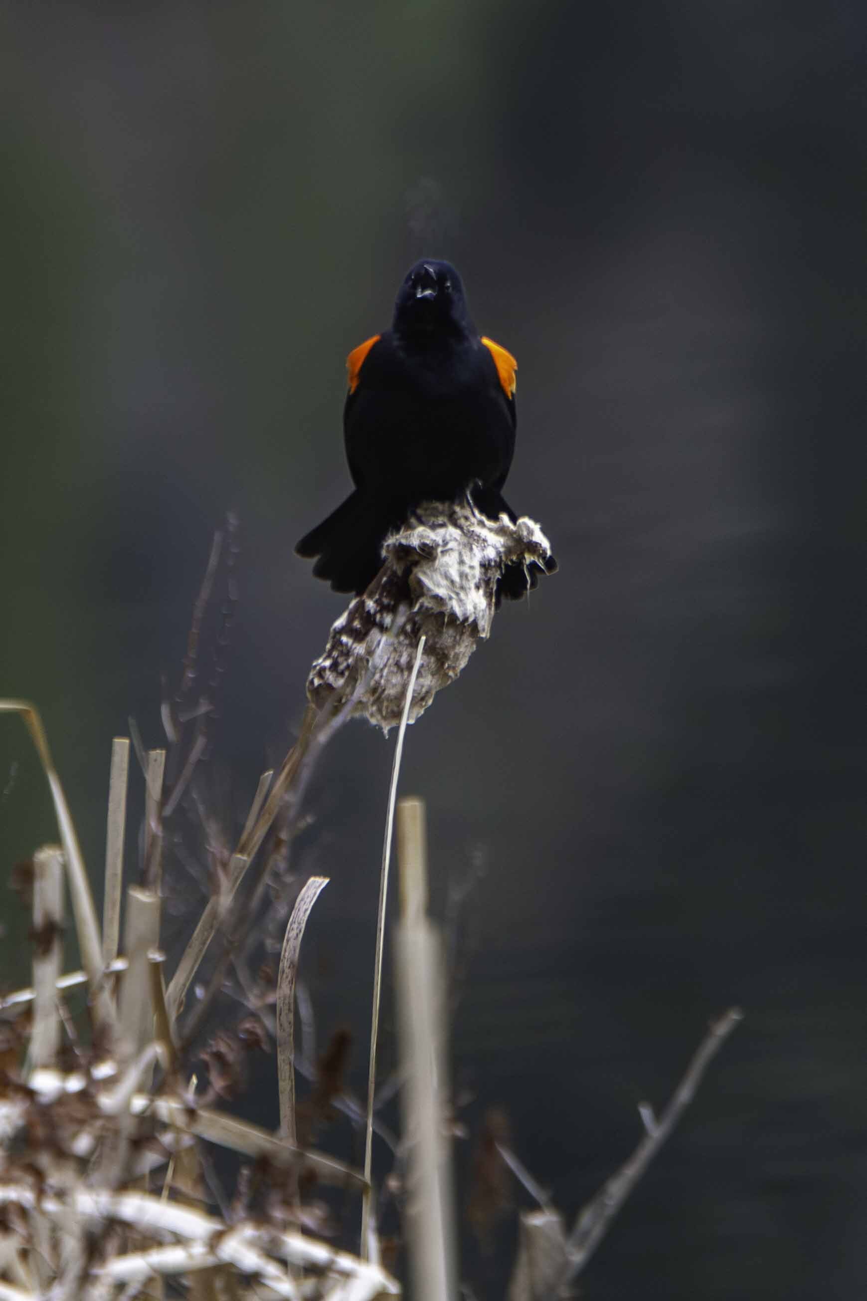 Red Winged Blackbird singing in the cold