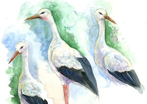 Watercolour stork sketches