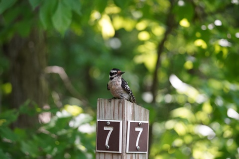 Downey Woodpecker Perch
