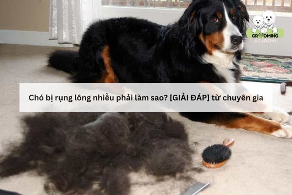 [GIẢI ĐÁP] - Chó bị rụng lông nhiều phải làm sao?