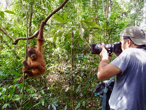 Baby Orangután