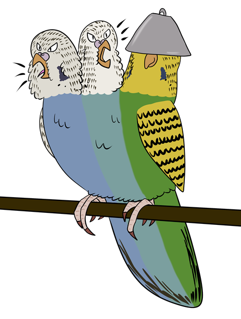 Cerberus Parakeet
