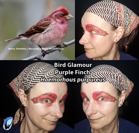 Purple Finch Bird Glamour