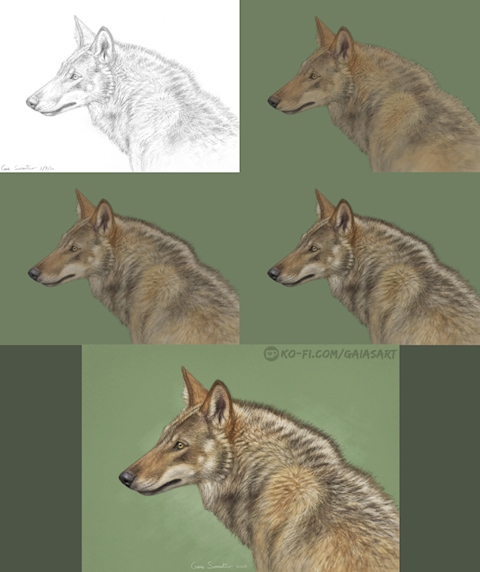 Italian wolf pencil+digital step-by-step