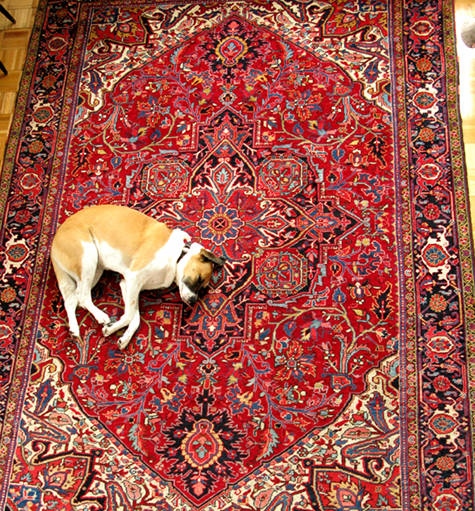 Dog on a Heriz rug
