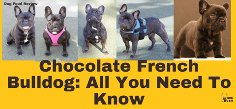 Chocolate French Bulldog: All You Need To Know