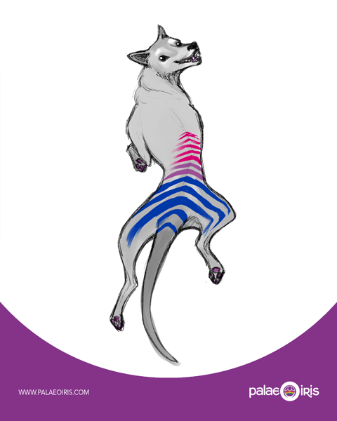 Bisexual Pride flag + Thylacine sketch