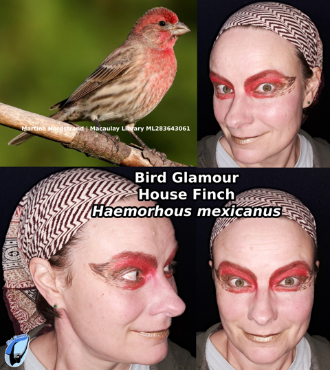 House Finch Bird Glamour