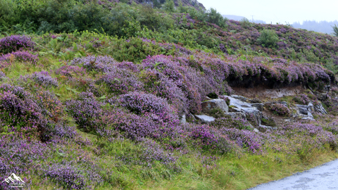 Beautiful Heather, Dunvegan, Isle of Skye