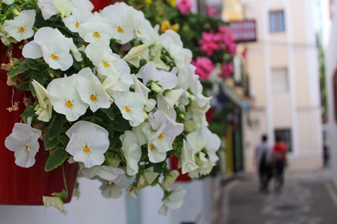 Flower corner