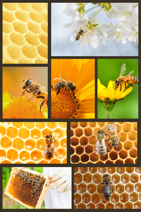 Bee Bee Bee
