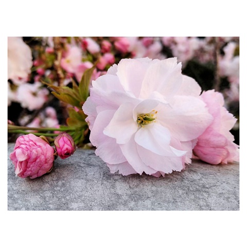 Yae-zakura blossoms 