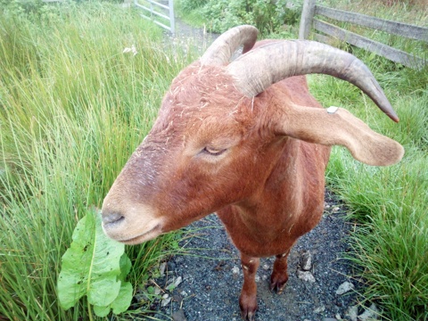Goat News