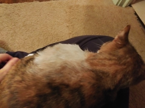 Cat in lap!