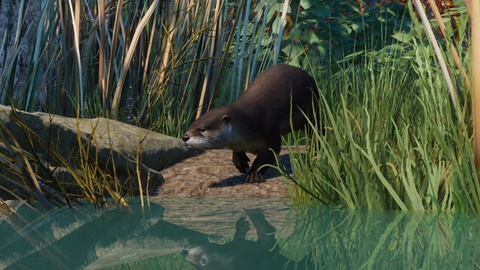 North American River Otter Rework
