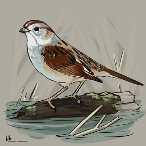 Swamp Sparrow for Yardwatcher