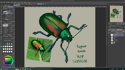 wip- dogbane beetle study