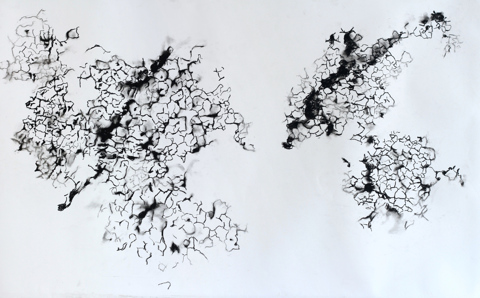 charcoal drawing of lichen