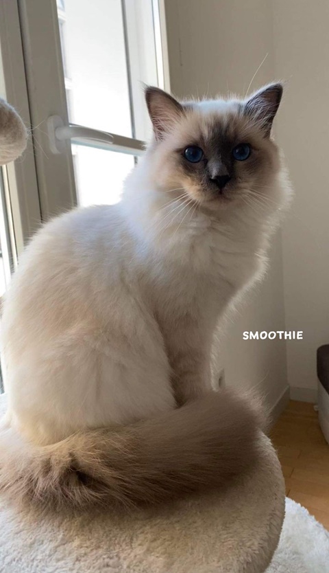 Smoothie starring into our souls 🔵ω🔵
