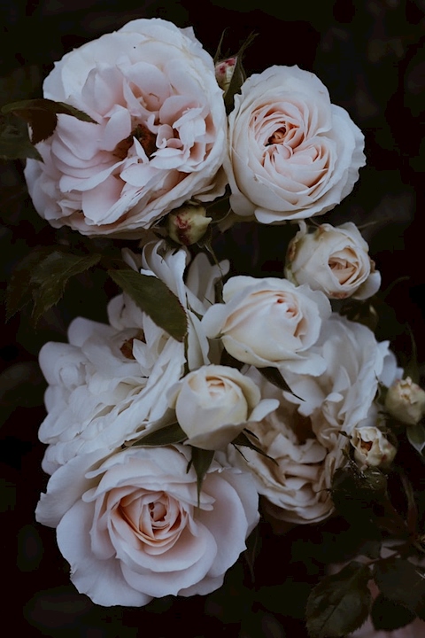 White Roses 😍️