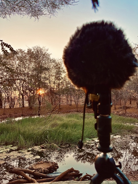 Sunrise recording in the birdwatchers’ hideout